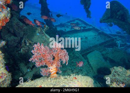 Hemprichs Baumkorallen (Dendronephthya hemprichi) und weißer gesäumter Soldatenfisch (Myripristis murdian) auf dem Frachtdeck des Zweiten Weltkriegs Stockfoto