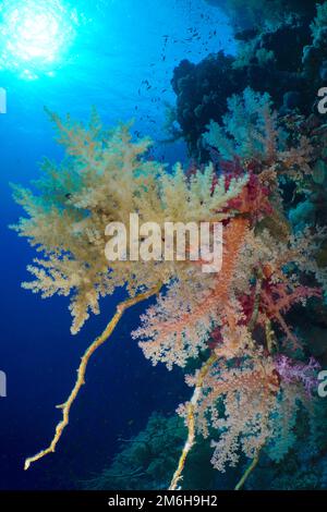 Brokkolibaum (Litophyton Arboreum) und Baumkorallen von Hemprich (Dendronephthya hemprichi), Hintergrundbeleuchtung, Sonne, Elphinstone Reef, Rotes Meer, Ägypten Stockfoto