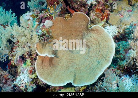 Rillen-Schlangenkorallen (Pachyseris speciosa). Tauchplatz Daedalus Reef, Ägypten, Rotes Meer Stockfoto