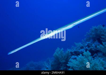 Roter Kornfisch (Fistularia commersonii) über Weichkorallen. Tauchplatz Big Brother, Brother Islands, Ägypten, Rotes Meer Stockfoto