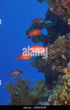 Gruppe weißer, gesäumter Soldatenfische (Myripristis murdian). Tauchplatz Mangrove Bay, El Quesir, Ägypten, Rotes Meer Stockfoto