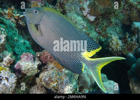 Gefleckter Kaninchenfisch (Siganus stellatus laqueus) Tauchplatz Mangrove Bay, El Quesir, Ägypten, Rotes Meer Stockfoto