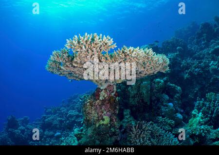 Kleine Polyp-Steinkorallen (Acropora). Tauchplatz Mangrove Bay, El Quesir, Ägypten, Rotes Meer Stockfoto