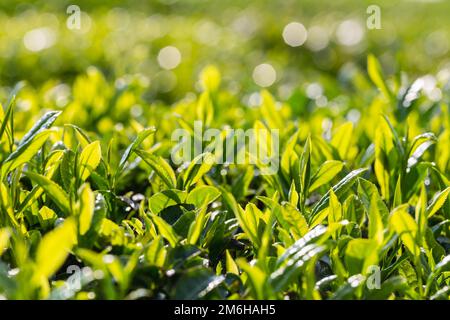 Der Teebaum lässt sich im Frühling aus nächster Nähe öffnen Stockfoto