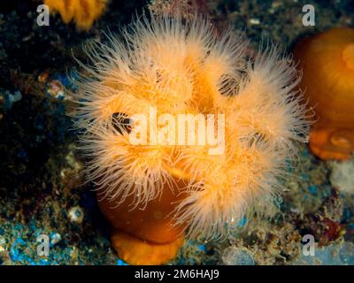 Clonal plumose Anemone (Metridium senile), Rinvyle Dive Site, Co Galway, Irische See, Nordatlantik, Irland Stockfoto