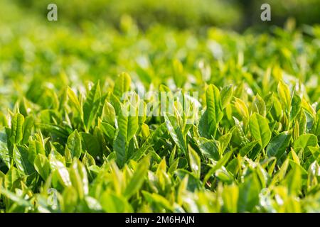 Frischer Teebaum hinterlässt Nahaufnahmen Stockfoto