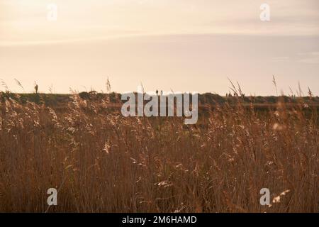 Die Wanderer sind in der Ferne auf der Seebaumdeiche von Keyhaven umrandet Stockfoto