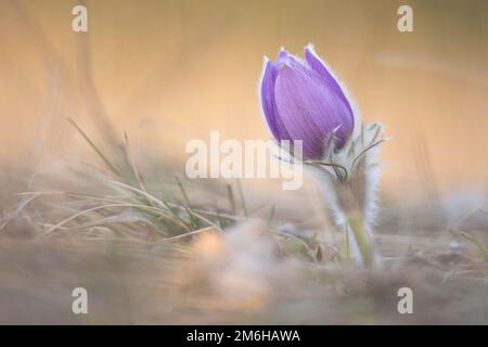 Kuhglocke (Pulsatilla vulgaris), Perchtoldsdorfer Heide, Perchtoldsdorf, Moedling Stockfoto