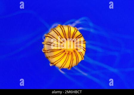 Orangefarbene Kompassqualle (Chrysaora hysoscella), Schwimmen im Aquarium, blau, beleuchtet Stockfoto