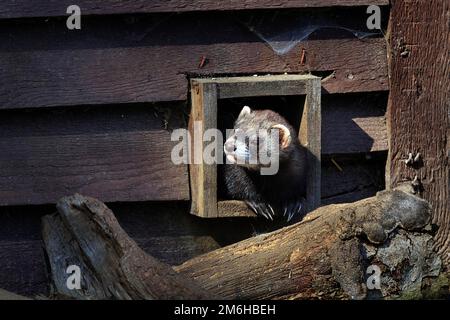 Europäischer Polecat (Mustela putorius) mit Blick aus dem Fenster im Wildgehege, Tierpark, OTTER-ZENTRUM Hankensbuettel, Gifhorn, Niedersachsen, Deutschland Stockfoto