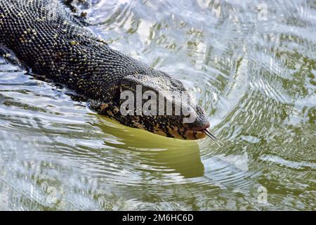 Überwachen oder Wasser Eidechse schwimmt im See. Stockfoto