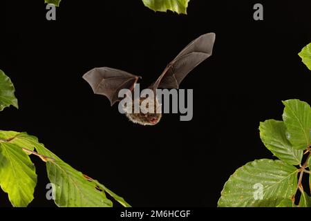 Brandt-Fledermaus (Myotis brandtii) oder Feuerwehraubfledermaus im Flug, Niedersachsen, Deutschland Stockfoto