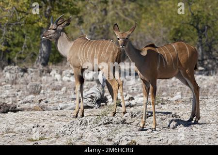 Großer Kudus (Tragelaphus strepsiceros), junges Männchen und Weibchen, auf aridem Boden stehend, wachsam, Etosha Nationalpark, Namibia, Afrika Stockfoto