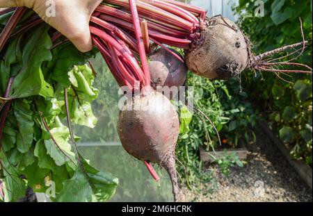 An einem sonnigen Sommertag halten Bauern in seinem Garten drei frisch geerntete Rüben in den Händen Stockfoto