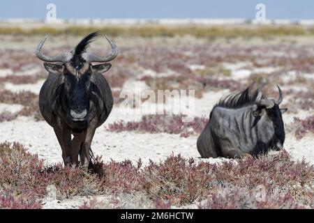 Blaue Gnus (Connochaetes taurinus), zwei ruhende Erwachsene, ein Männchen steht, Salzpfanne in der Ferne, Etosha Nationalpark, Namibia, Afrika Stockfoto