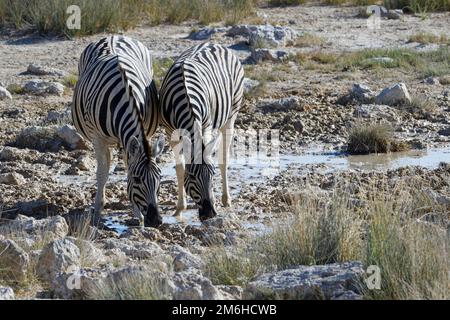 Burchells zebras (Equus quagga burchellii), zwei Erwachsene Seite an Seite, trinken am Wasserloch, Etosha-Nationalpark, Namibia, Afrika Stockfoto