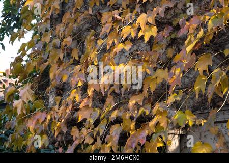 Traubenblätter bedecken die Wände des alten Gebäudes. Herbstthemen mit gelben und roten Blättern an der Wand Stockfoto