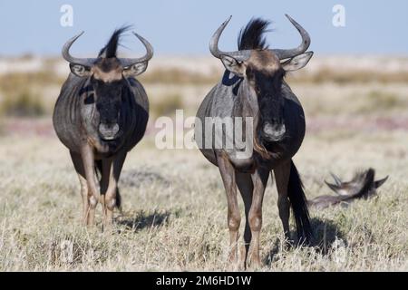 Blaue Gnus (Connochaetes taurinus), zwei Erwachsene, die auf trockenem Gras stehen, Savanne, Etosha National Park, Namibia, Afrika Stockfoto