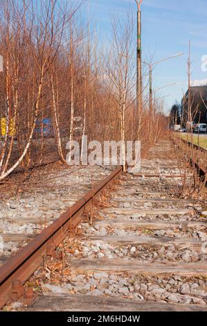 Tote Straßenbahn, ehemalige Straßenbahnlinie, stillgelegt, mit Bäumen und Schornsteinen überwuchert, Sendling, München, Bayern Stockfoto