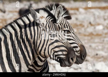 Burchells zebras (Equus quagga burchellii), zwei Erwachsene Seite an Seite, Tierporträt, Etosha-Nationalpark, Namibia, Afrika Stockfoto