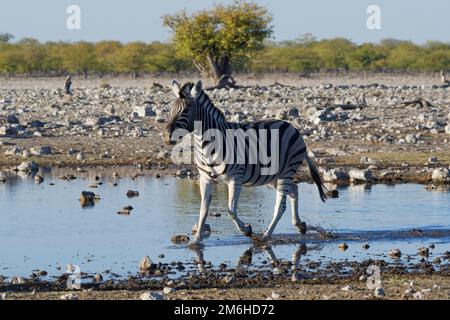 Burchells Zebra (Equus quagga burchellii), Erwachsener am Wasserloch, läuft im Wasser, Etosha-Nationalpark, Namibia, Afrika Stockfoto