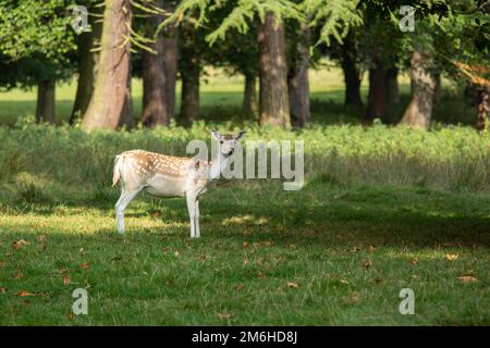 Schwarzwild vor dem Hintergrund eines unscharfen Waldes Stockfoto