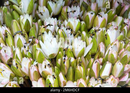 Wasserlilien und Indianerbienen Stockfoto