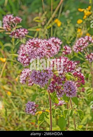 Wild Dost „Origanum vulgare“ Stockfoto