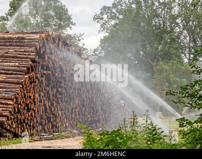 Nasses Holz Lagerplatz für Käferholz Stockfoto