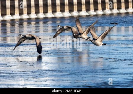 Kanadagänse (Branta canadensis) Stockfoto