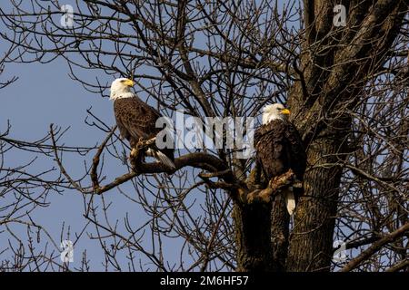 Ein Paar Weißkopfseeadler (Haliaeetus leucocephalus) Stockfoto