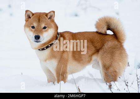 Der Shiba Inu japanische Hund spielt im Winter im Schnee. Stockfoto