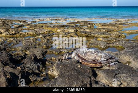 Eine tote Karettschildkröte Caretta careta, die teilweise an einem felsigen Strand liegt. Stockfoto