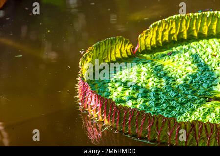 Wasserlilie, typisch für den Amazonas, mit ihrer charakteristischen Textur Stockfoto