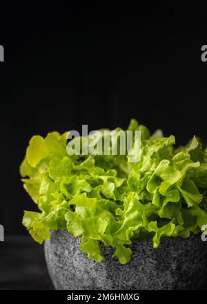 Batavia-grüner Salat, isoliert auf schwarzem Hintergrund Stockfoto