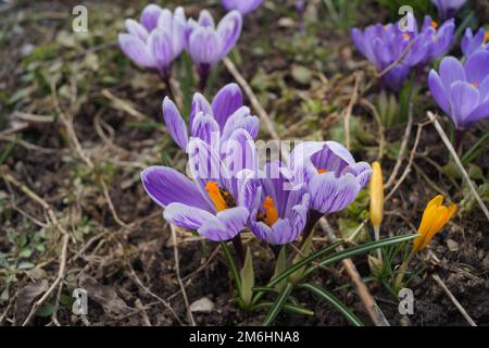 Lila Krokusblüten im Garten Stockfoto