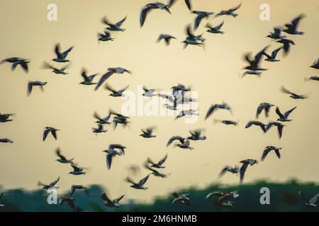 Eine Schar von Schwarzkopfmöwen im Flug - Unschärfe-Effekt Stockfoto