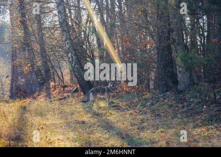 Tamaskanhund im Herbst in Polen Stockfoto