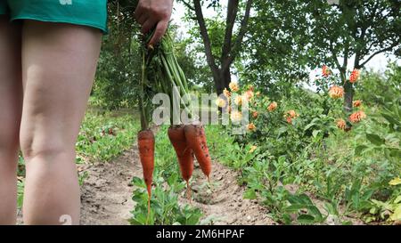 Eine Frau hält an einem sonnigen Tag im Freien auf dem Hintergrund eines Gemüsegartens frisch gegrabene Karotten mit Oberteilen in der Hand. Großes U Stockfoto