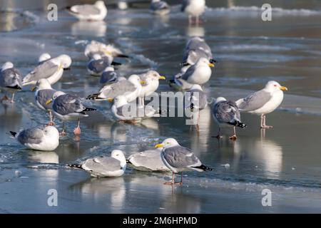 Die Herde der Heringsmöwe (Larus argentatus) auf einem gefrorenen Fluss Stockfoto