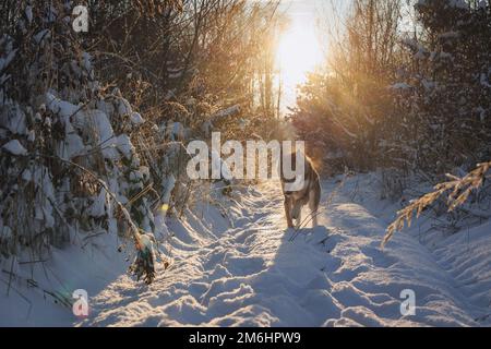 Tamaskanhund bei Winterspaziergängen im Wald Stockfoto