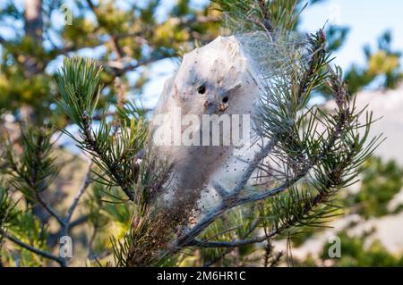 Pinienprozessionär, Thaumetopoea pityocampa, Kokon-ähnliches Nest, Bagà, Katalonien, Spanien Stockfoto