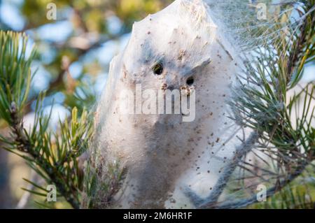 Pinienprozessionar, Kokon-ähnliches Nest, Bagà, Katalonien, Spanien Stockfoto