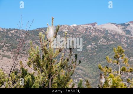 Pinienprozessionar, Kokon-ähnliches Nest, Bagà, Katalonien, Spanien Stockfoto