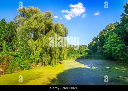 Die Trauerweide auf dem Teich Stockfoto