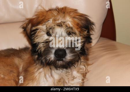 Weich beschichtetes Weizenterrier Hündchen Stockfoto