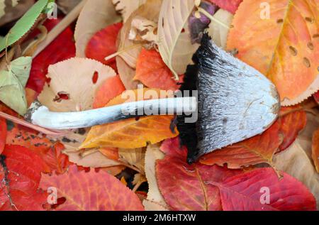 Auf dem Laub liegt ein großer Pilz mit weißer Kappe. Stockfoto