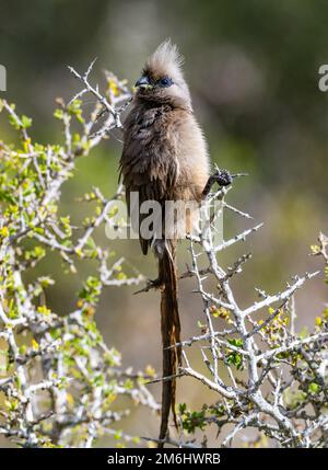 Ein gesprenkelter Maulwurf (Colius striatus) auf einem Ast. Westkap, Südafrika. Stockfoto