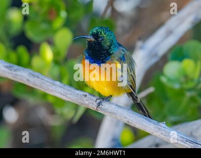 Ein männlicher Sonnenvogel mit Orangenbrust (Anthobaphes violacea), der auf einem Ast sitzt. Westkap, Südafrika. Stockfoto