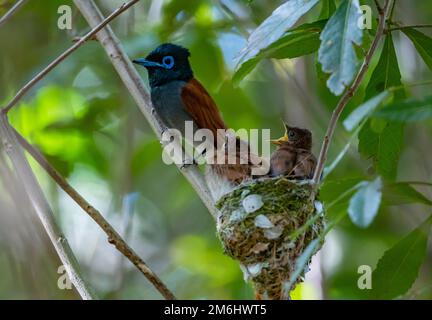 Ein afrikanischer Paradise-Flycatcher (Terpsiphone viridis) füttert zwei Küken in ihrem Nest. Westkap, Südafrika. Stockfoto